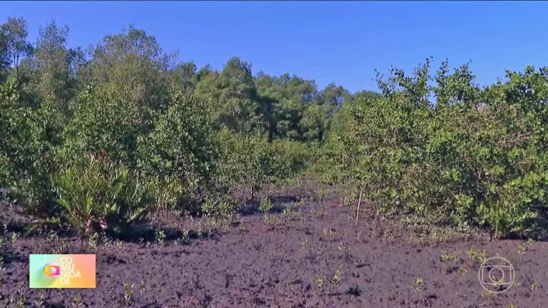 Projeto de recuperação de manguezal em Guapimirim atrai 70 espécies de animais