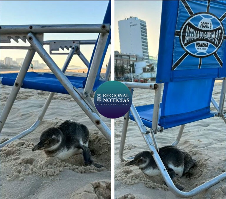 Pinguim Surpreende Banhistas na Praia de Ipanema, Rio de Janeiro
