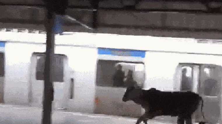 Bezerro invade estacao de Japeri: animal circula pela plataforma e embarca em trem