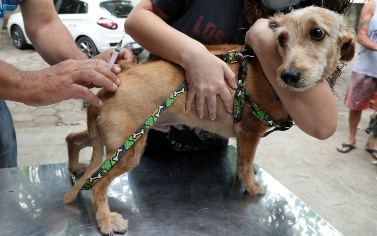 Planetário do Rio promove campanha de bem-estar animal com vacinação