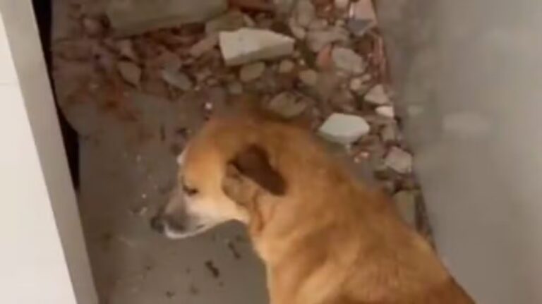 ONG Indefesos tem sede atingida por árvores em Guaratiba após ventania no Rio