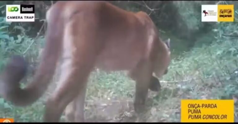 Parque Nacional do Itatiaia registra 36 espécies de animais vertebrados